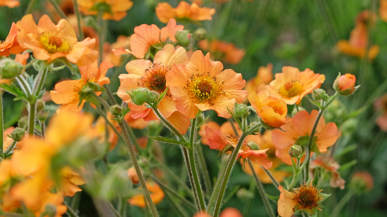 Orange-yellow geum flowers blooming among greenery