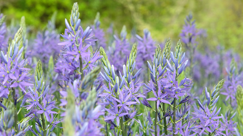 Purple flower blooms on camassia plants