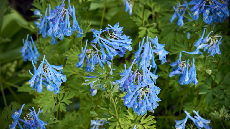 Vibrant blue corydalis flowers hanging among greenery