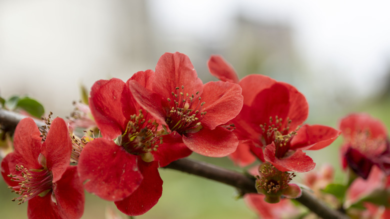 A close-up of red flowering quince flowers blooming