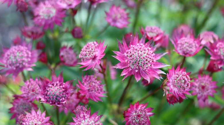 Astrantia in purple-pink hues blooming in a garden