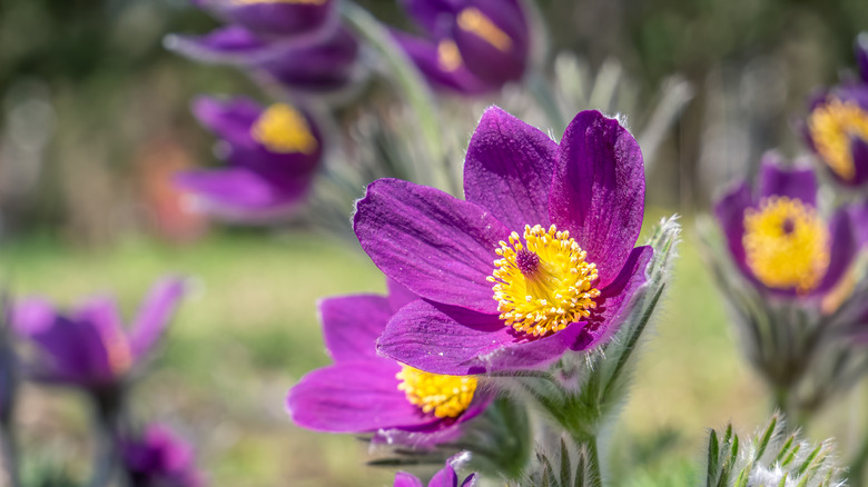 A close-up of a blooming purple Pasque flower