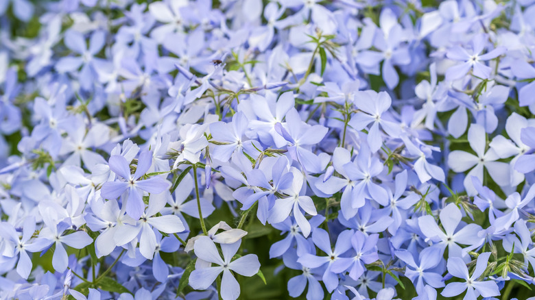 Violet-colored phlox flowers in bloom
