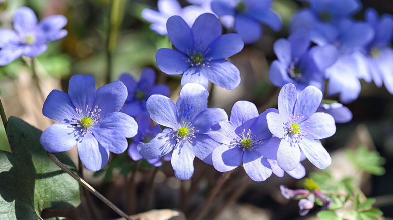 Violet-colored Round-lobed Hepatica flowers blooming