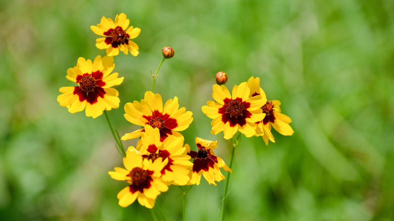 The yellow and red flowers of Golden Tickseed in bloom