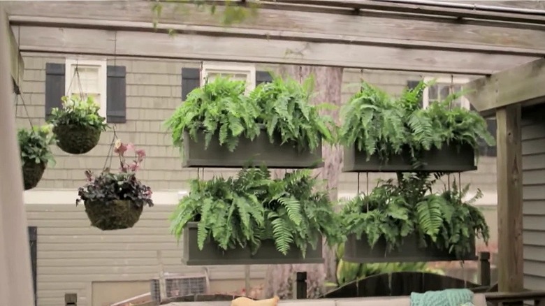Hanging plants creating a privacy screen