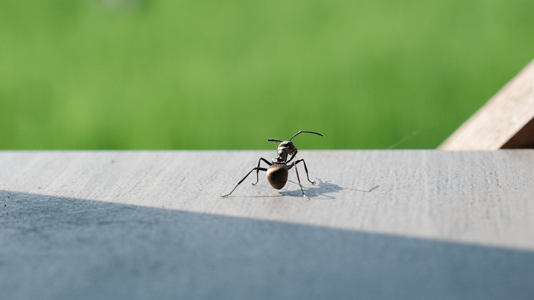 a black ant on a table