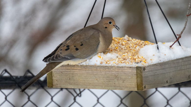 Dove eating seed from a handmade wooden feeder