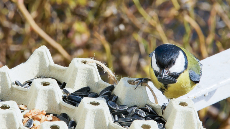 Song bird eating seeds out on an egg carton