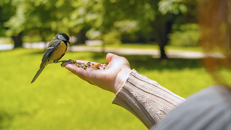 woman feeding tit from hands outdoors