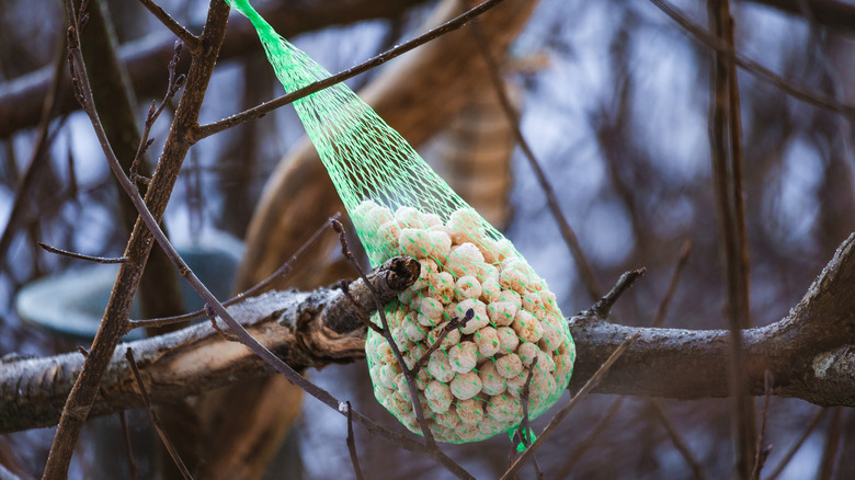 A green mesh bag with bird food inside, hanging from a tree