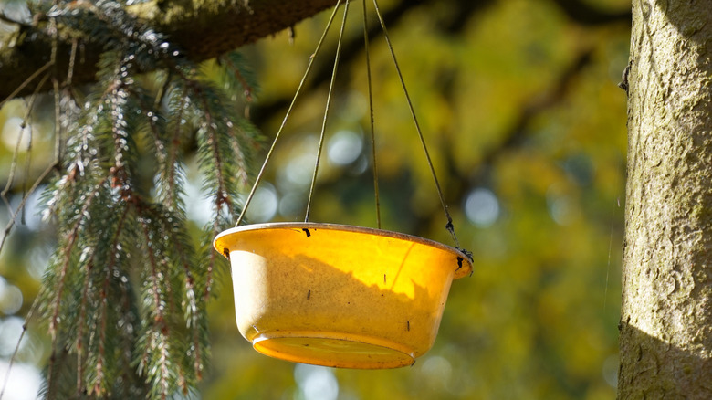 Yellow plastic bowl hanging from a tree