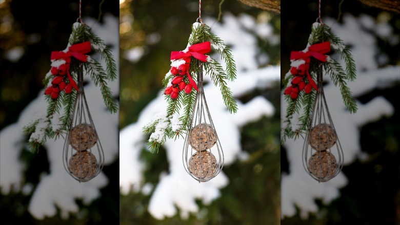 A whisk with suet balls inside, hanging with berries and bine branches