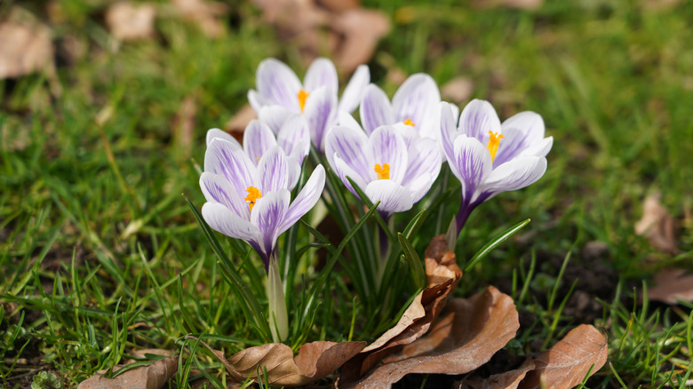 Blossoming crocus flowers