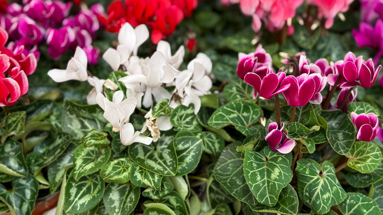 White and dark pink cyclamen flowers