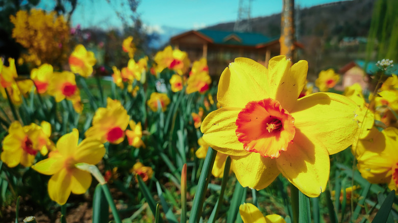 Sharp focus on bright yellow daffodil