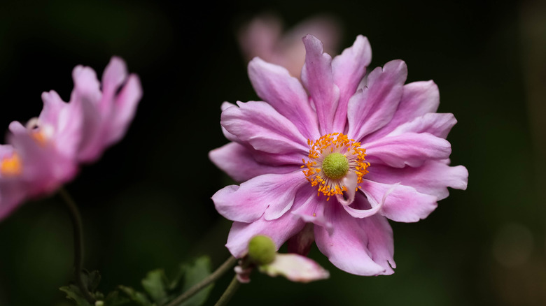 Gorgeous pink hellebore flower