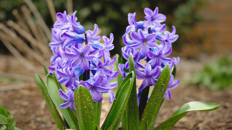 Purple and blue hyacinth blooms