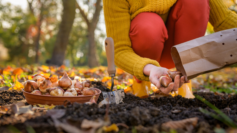 Colorful female gardener planting bulbs in the fall