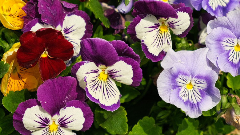 Wild pansies in bloom