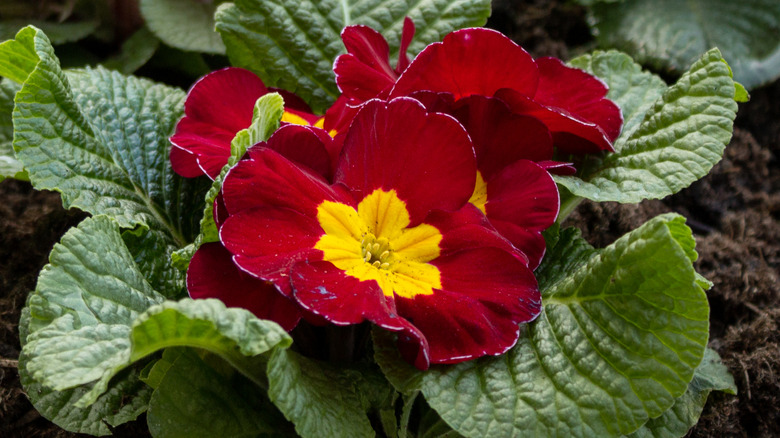 Primrose bloom with green foliage