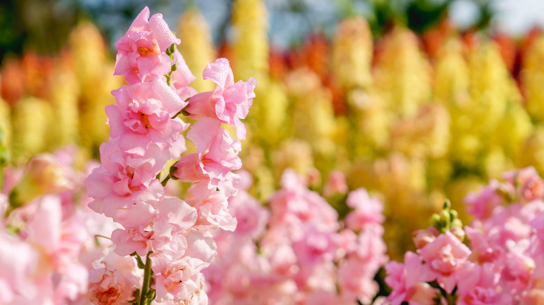Beautiful pink snapdragon flowers