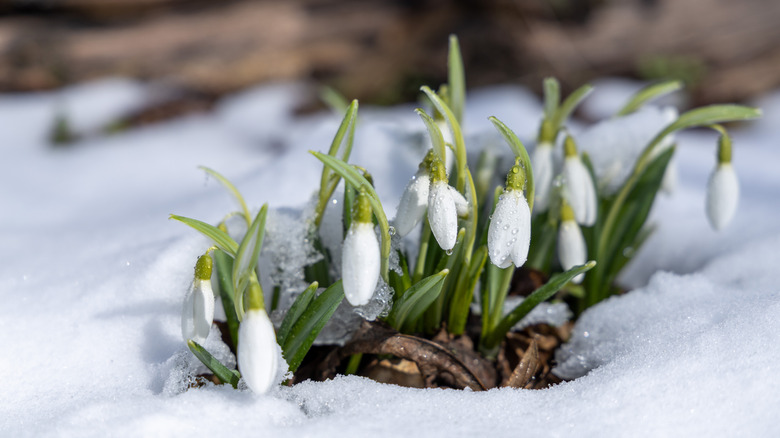 Snowdrop flowers growing in the snow