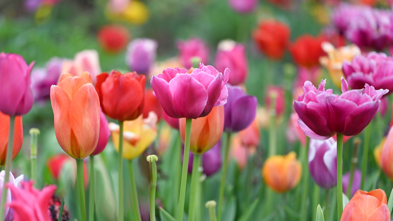 Field of tulips