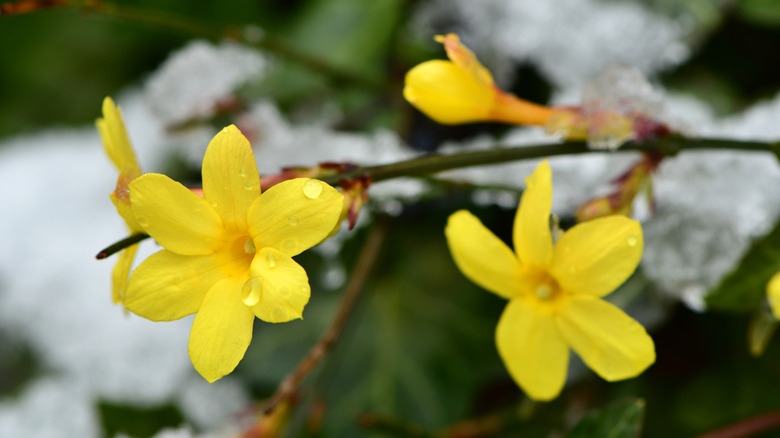Winter jasmine flower with snow in the background