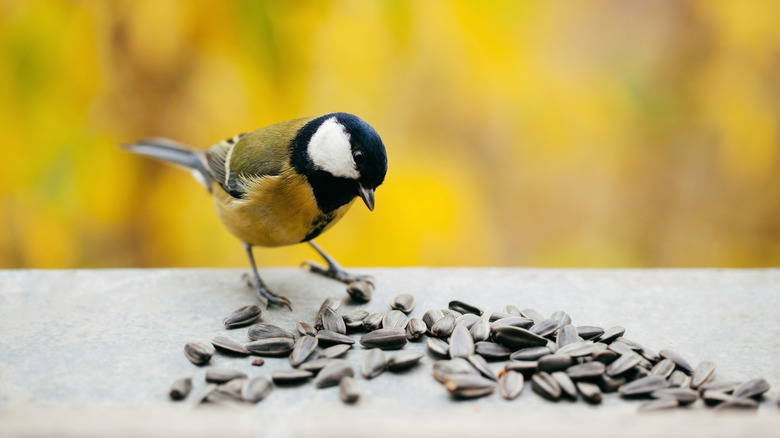 A tomtit bird eats black sunflower seeds off a table ledge