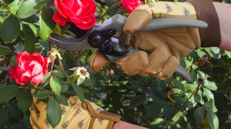 Person pruning flower bushes while wearing Style Selections gardening gloves