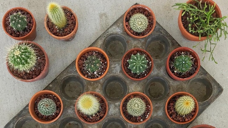 Tiny succulent pots resting in muffin tins