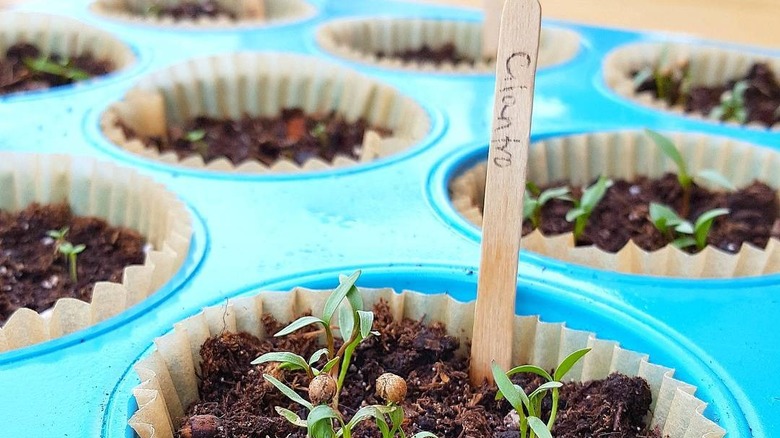 Cilantro seedlings growing in soil in muffin tray