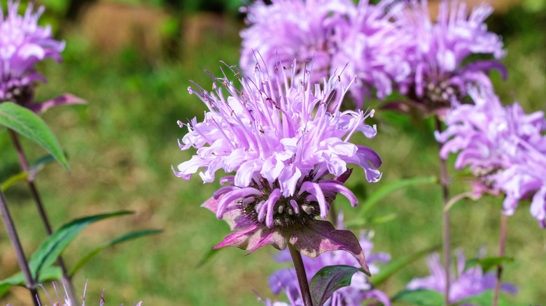 Close-up of the lilac blooms of a bee balm plant