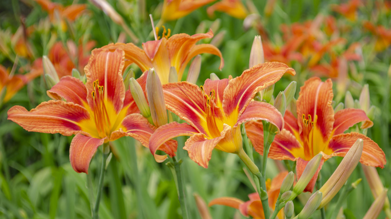 Orange daylily flowers open in a patch of flowers
