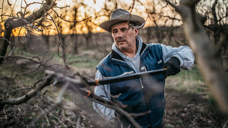 Farmer in a hat and vest, pruning fruit trees with loppers
