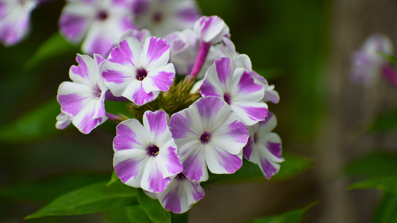 A stem of garden phlox with a cluster of purple and white blooms