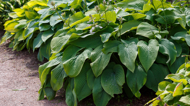 Summer hostas growing large and green in a shady patch