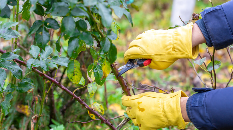 Yellow gloved hands using shears to cut a cane on a rose bush