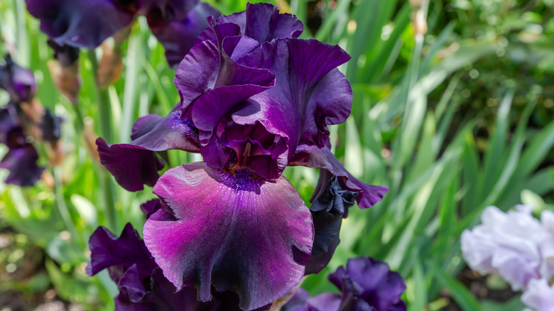 Deep, dark purple flowers on an iris plant