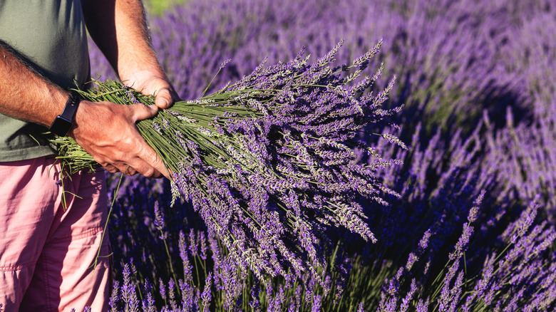 Person harvesting a bundle of purple lavender flowers