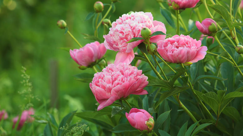 Pink peony flowers with green foliage and buds