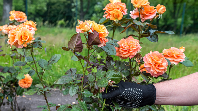 Hands with black gloves, caring for orange-pink rose bush