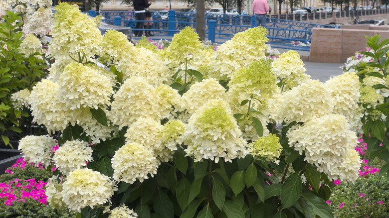 A panicle hydrangea bush with large white clusters of flowers