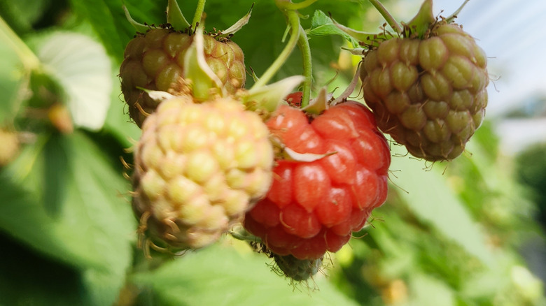 Close-up of a cluster of raspberries, with one already ripe and red