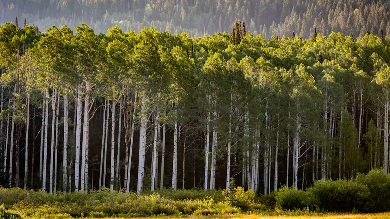 A forest with rows and rows of Aspen trees