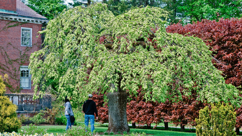 Two people standing underneath an American elm tree near a brick building