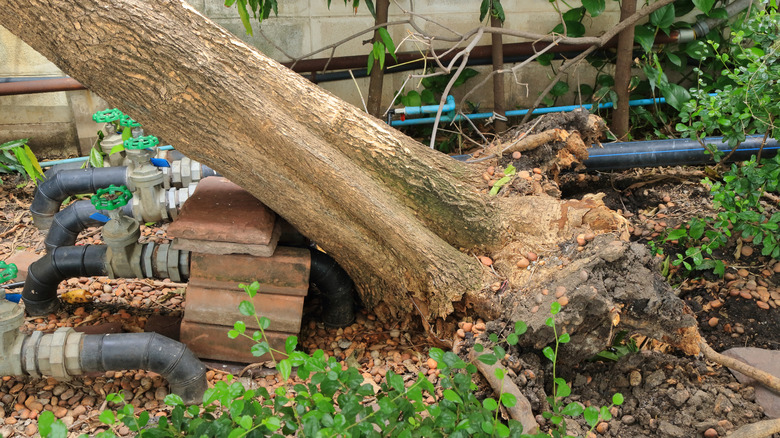 A leaning tree interconnected with plumbing pipes outdoors