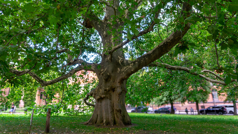 A large London plane tree and its far-reaching branches