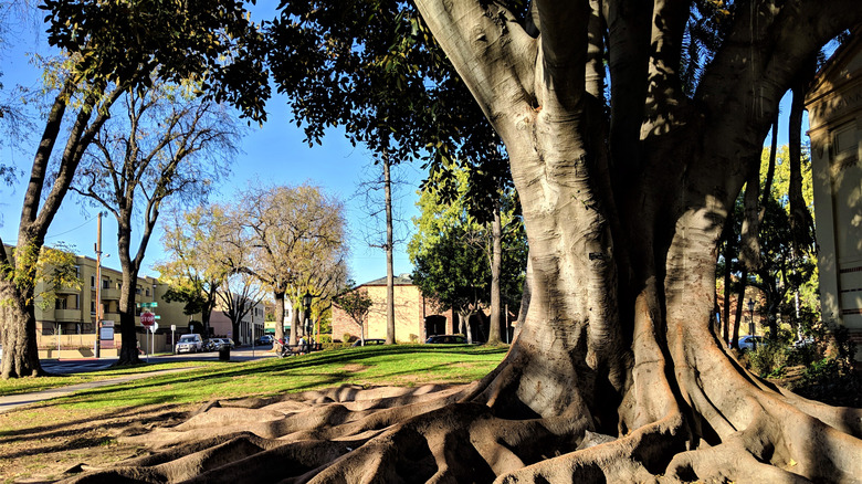 The large roots and trunk of a magnolia tree